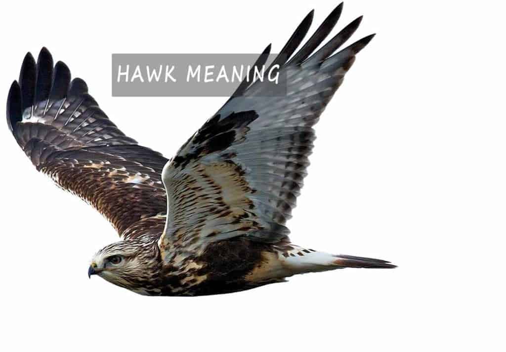 hawk-meaning-the-guide-to-the-spiritual-symbolism-of-the-hawk