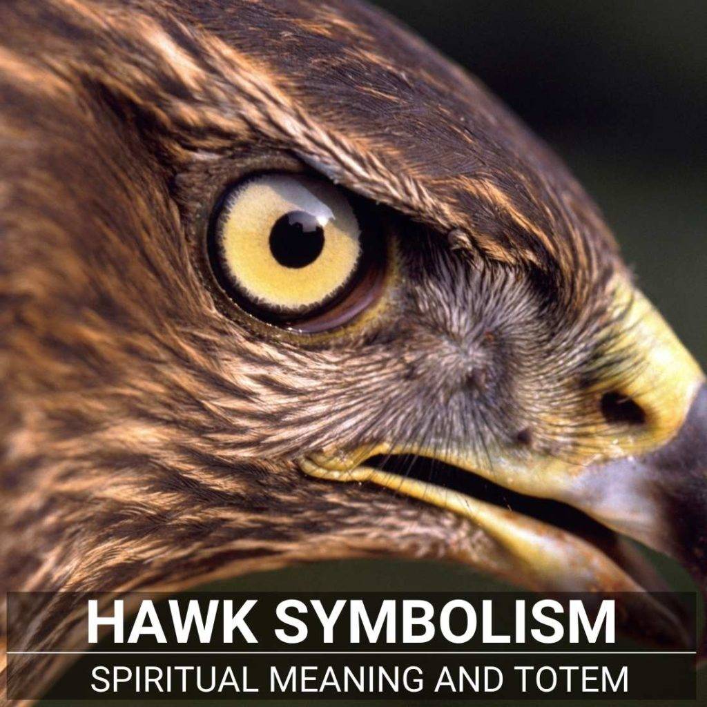 Hawk Meaning The Guide To The Spiritual Symbolism Of The Hawk