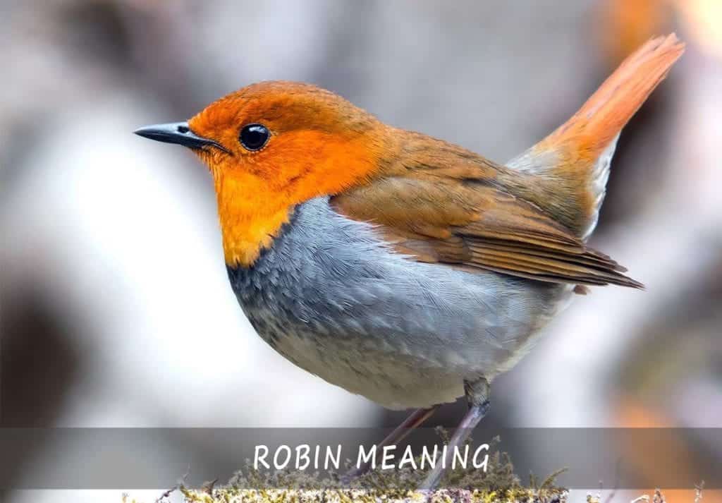 Meaning Of Name Robin In Hebrew