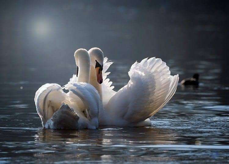 spiritual totem, the swan