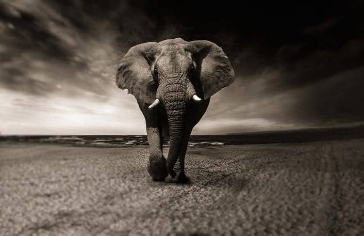 animals that represent strength Elephant