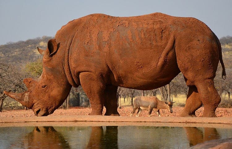 strong animal Rhinoceros