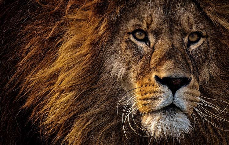 animals that represent strength Lion