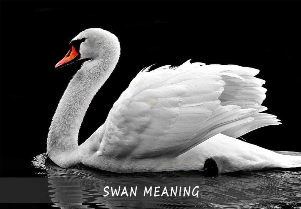 Swan Meaning And Symbolism Explained The Comprehensive Guide