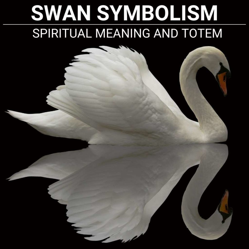 black-swan-event-what-it-is-meaning-examples-seeking-alpha