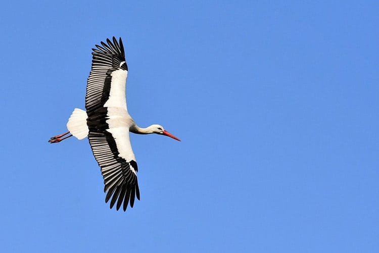 Are birds animals _ Bird wings