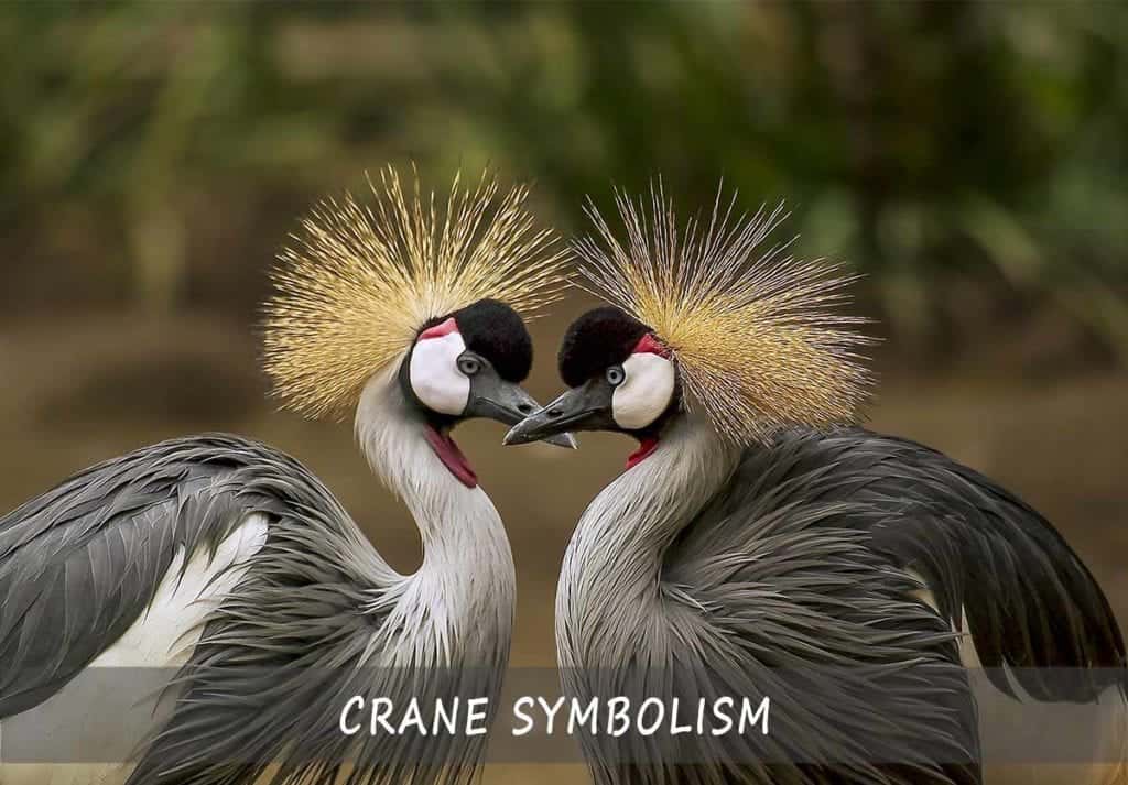 Crane Symbolism Symbols And Meanings Of The Crane A Comprehensive Guide