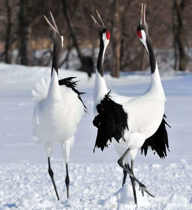 Cranes As Spirit Or Totem Animals