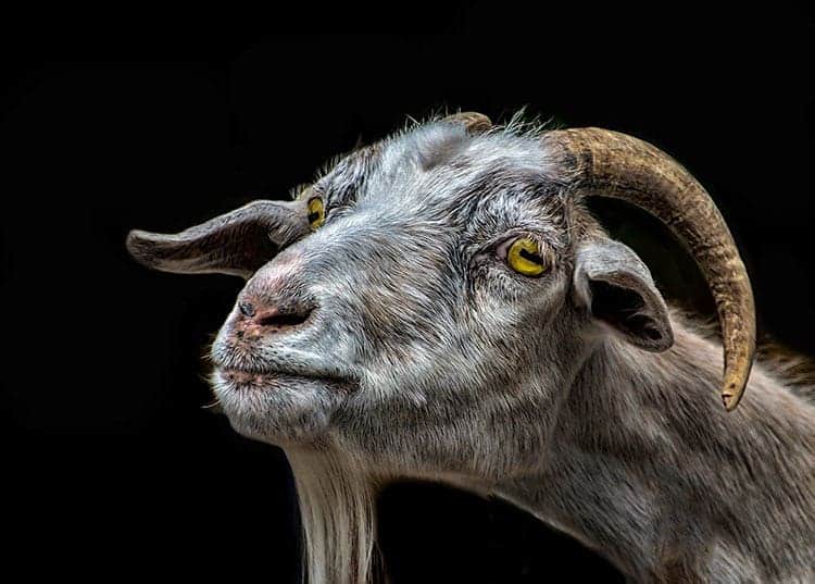 Goat spirit animal