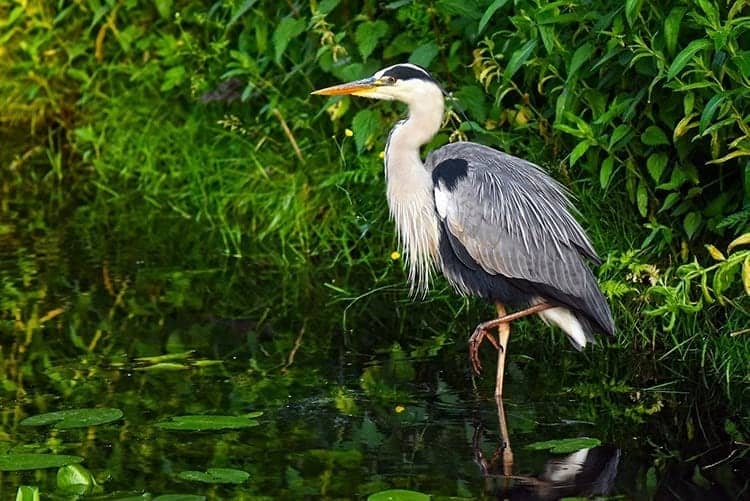 Heron Native American Symbolism