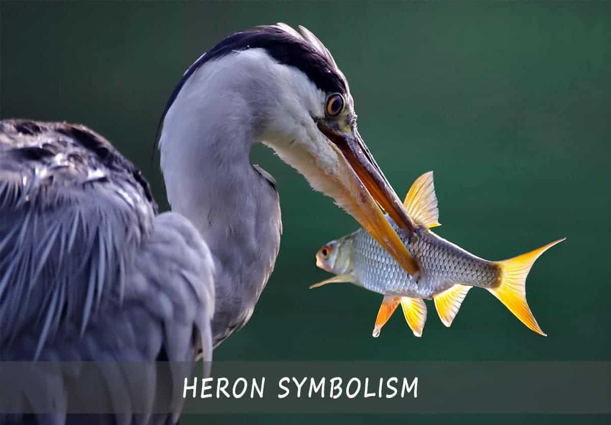 The Heron Symbolism And Spiritual Meaning A Full Guide