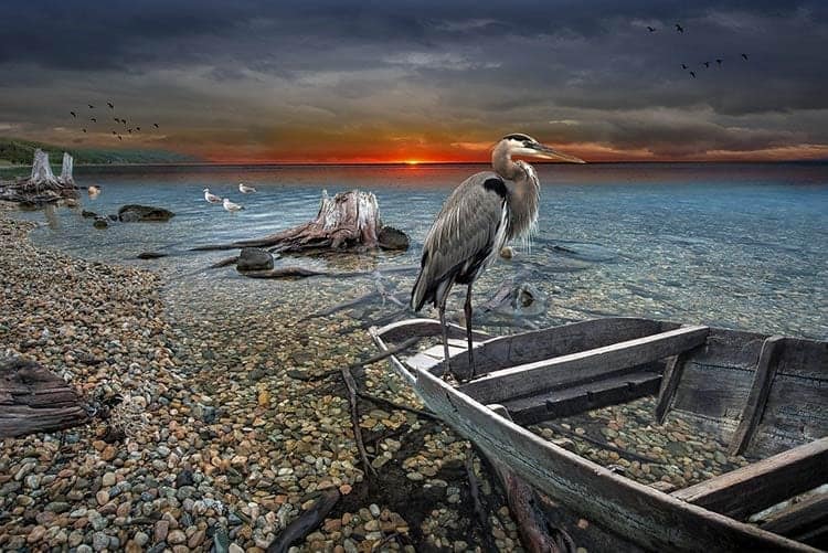 Heron in Dreams Meaning