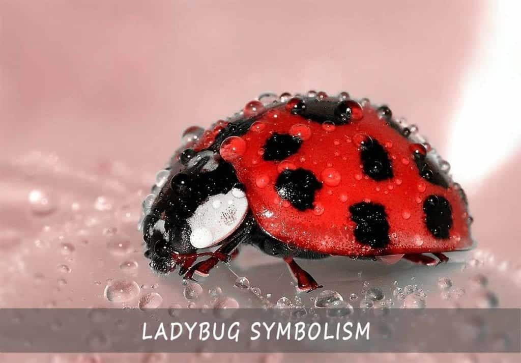 What Do Lady Beetles Symbolism