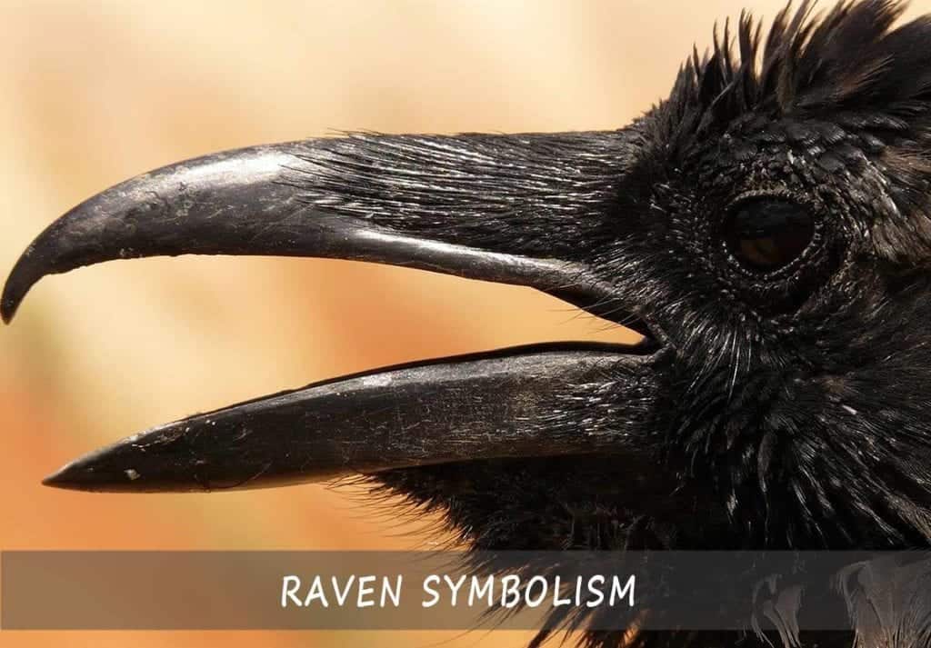 What Do Ravens Symbolize In Indigenous Culture