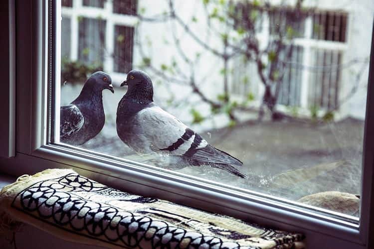 Spiritual Meaning Of Bird Tapping On Window