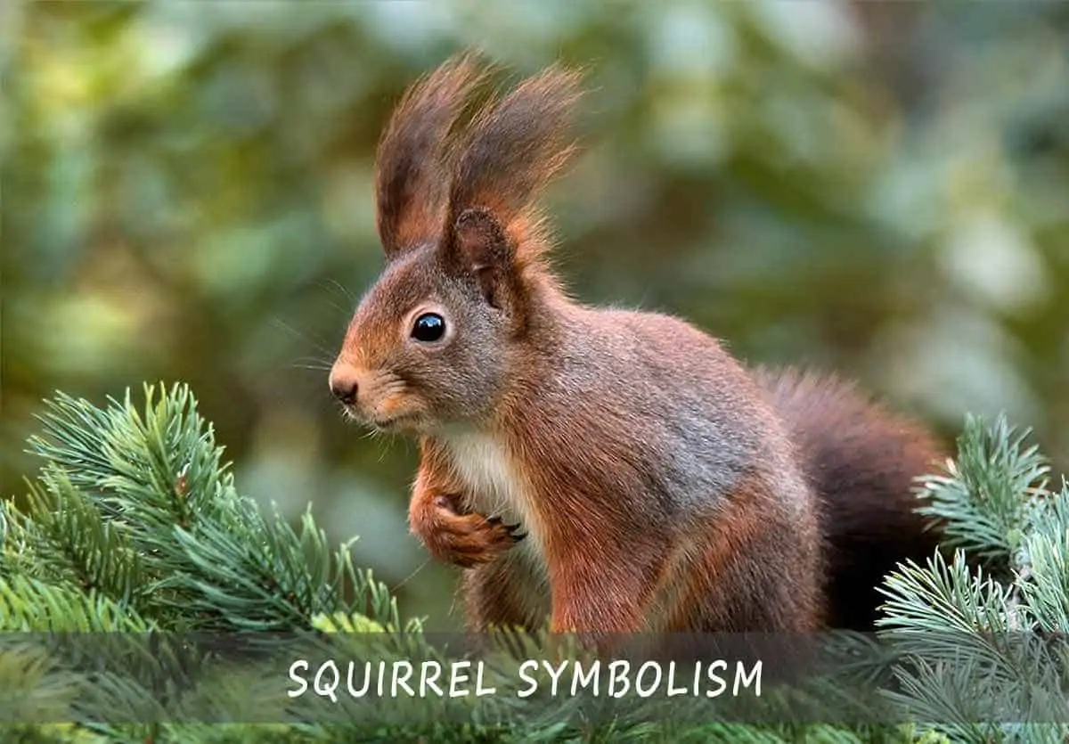 Squirrel Symbolism