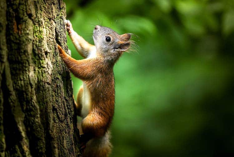 Squirrel totem