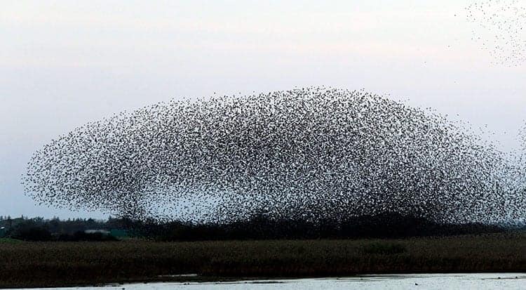 Starling Spiritual Meaning