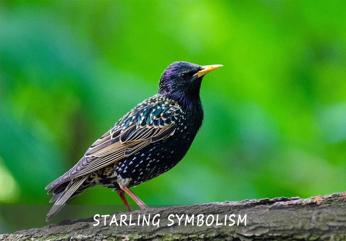 starling-symbolism-and-meaning-what-you-need-to-know-a-full-guide