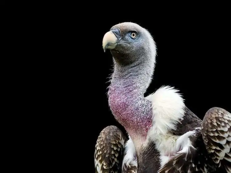 Black vulture perched on branch symbolizing spiritual guardianship and wisdom