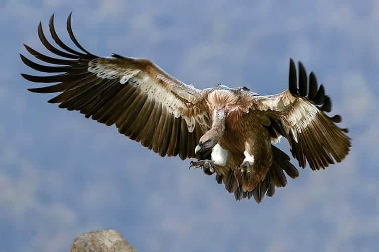 Vulture Symbolism and Meaning