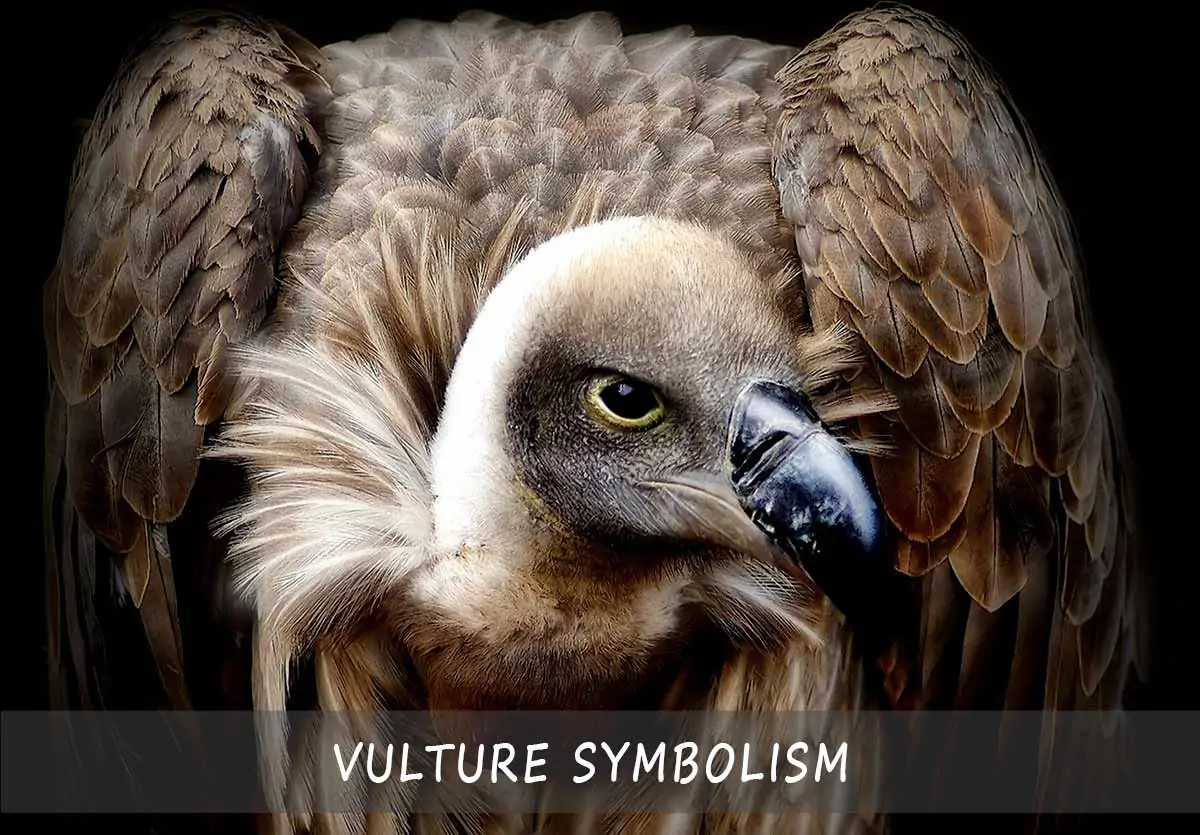 Vulture symbolism