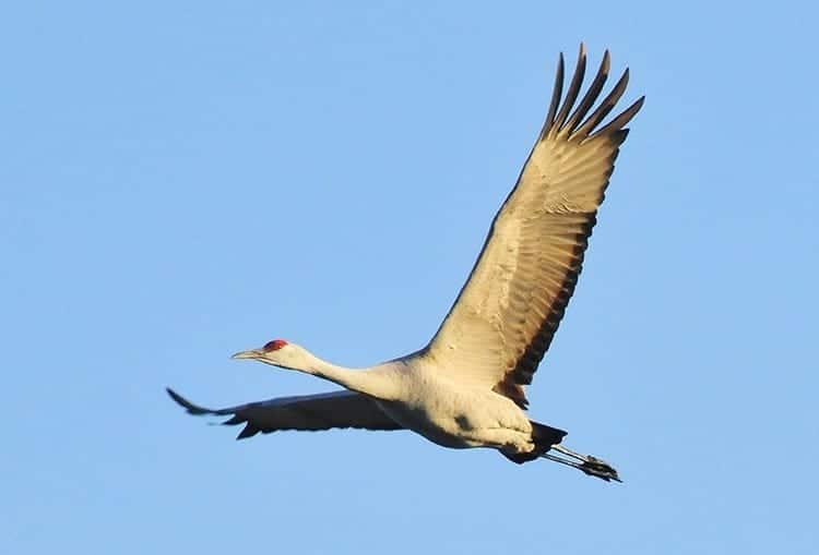 gambar-crane-symbolism-symbols-gatotkaca-search