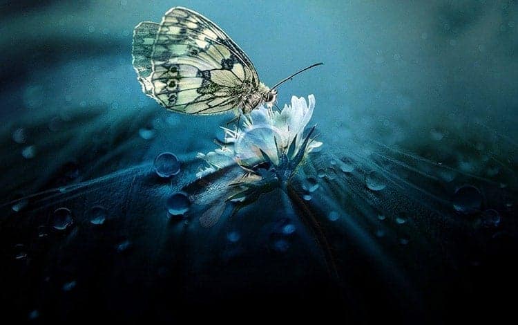 What Does It Mean When a Butterfly Follows You