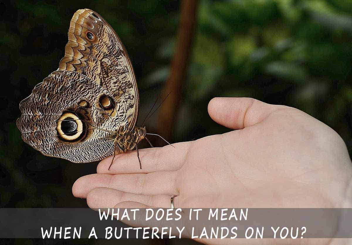 what-does-it-mean-when-a-butterfly-lands-on-you-a-sprititual-guide