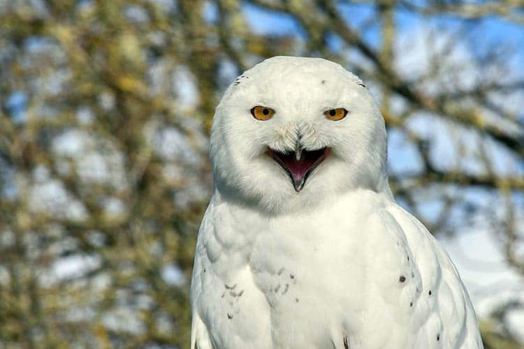 White Owl Symbolism and Meaning