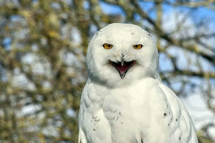 owl symbol for luck