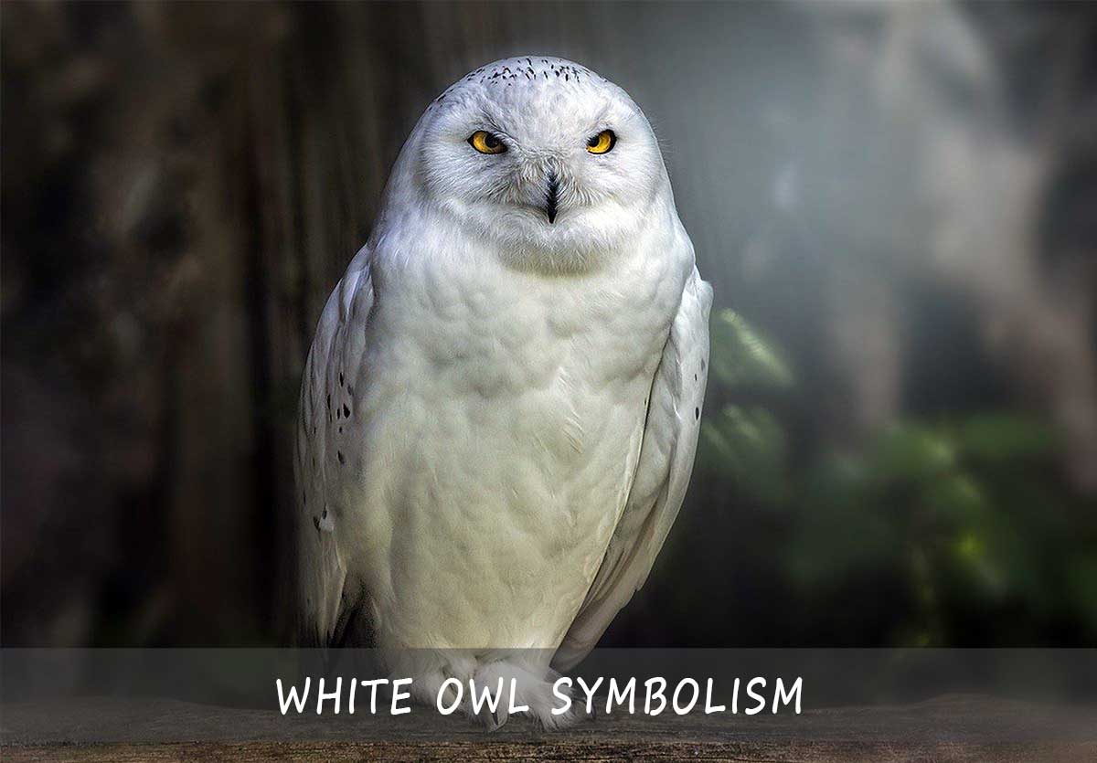 the-symbolism-of-white-owls-a-quick-guide-to-the-symbolic-meaning