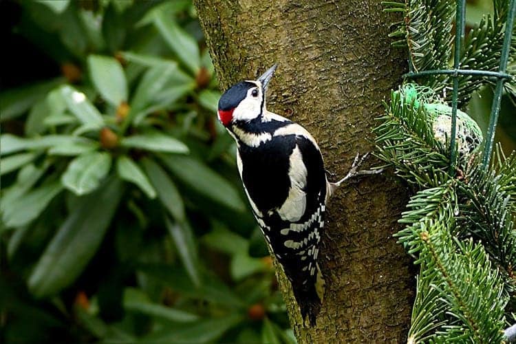 Woodpecker Animal Totem