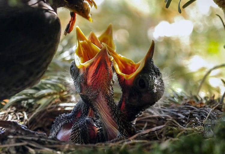 birds nest with chicks