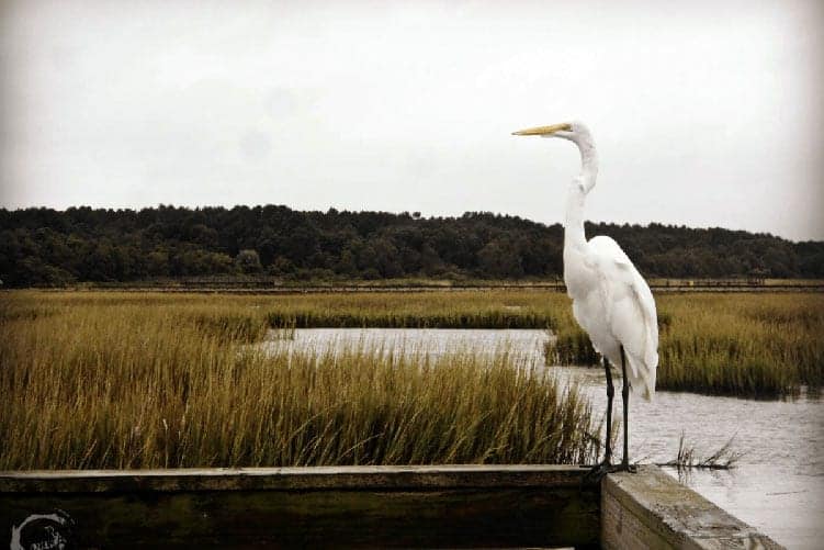 Birding Huntington Beach State Park