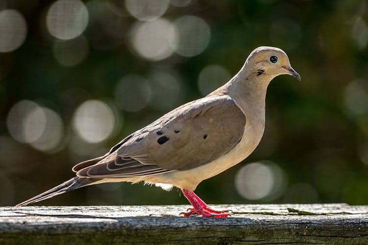 Do Mourning Doves migrate?