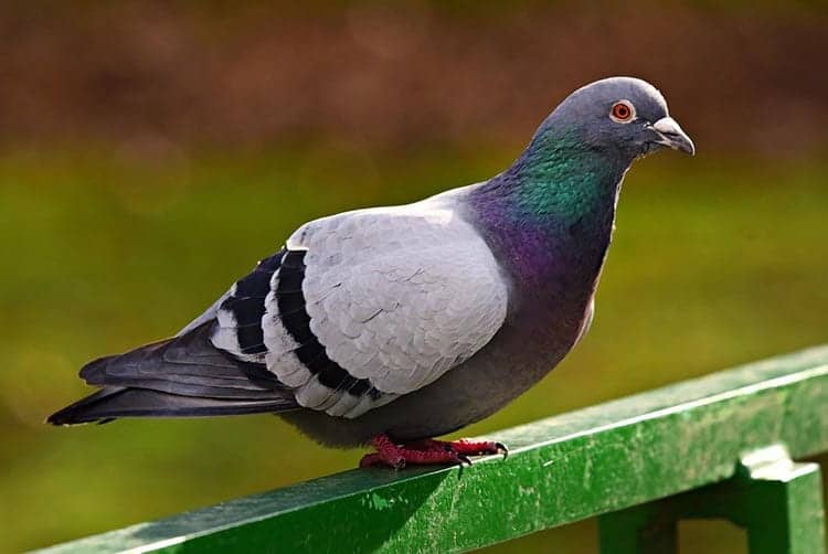 Pigeon Spirit Animal