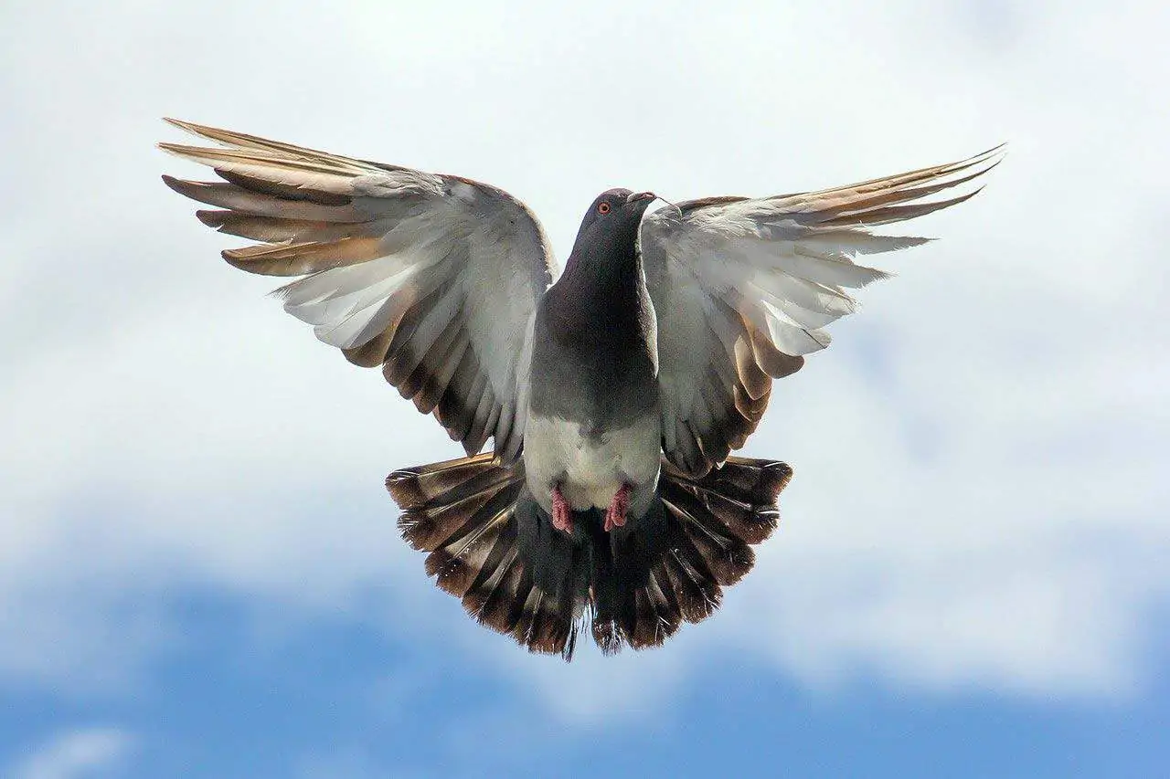 Pigeon Symbolism