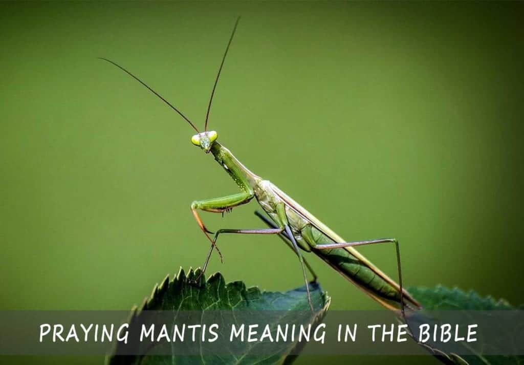 praying-mantis-meaning-in-the-bible-quick-guide-to-understanding