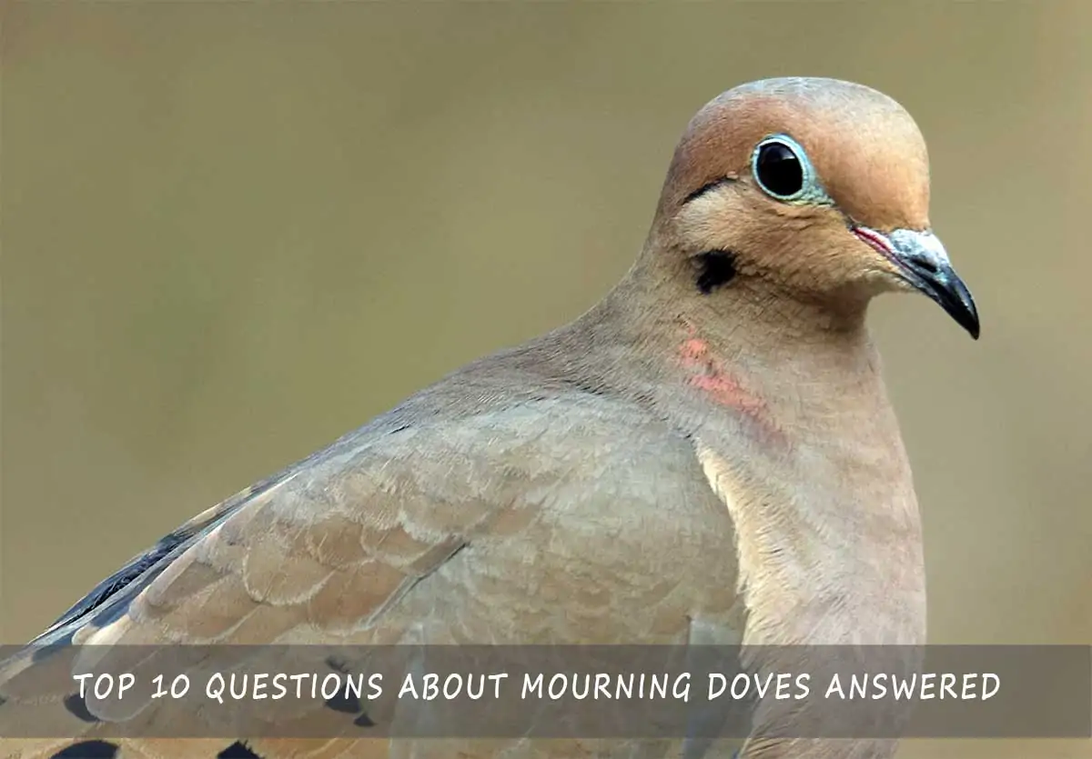 Top 10 Questions About Mourning Doves Answered