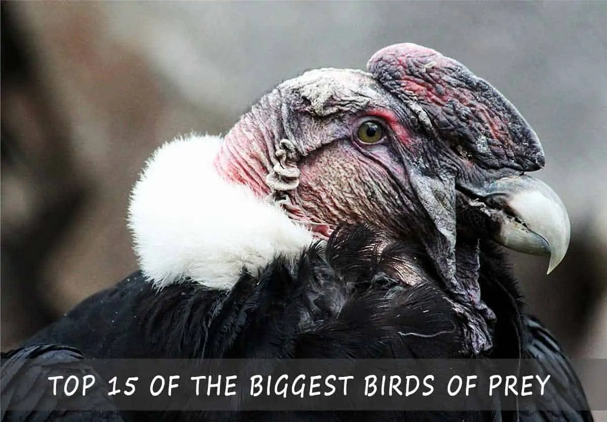 Top 15 of the Biggest Birds of Prey