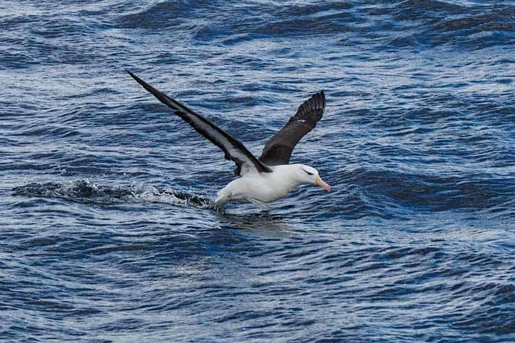 albatross fun fact