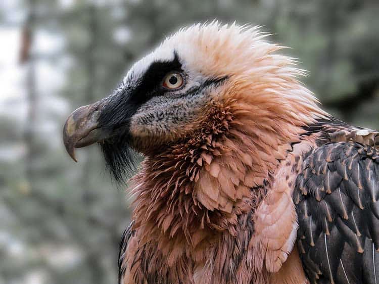 Bearded Vulture - Biggest Bird of Prey