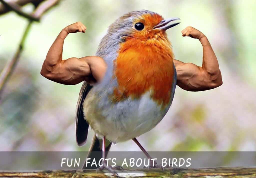  Fun Facts About Birds Read The Top 42 Insights About Birds