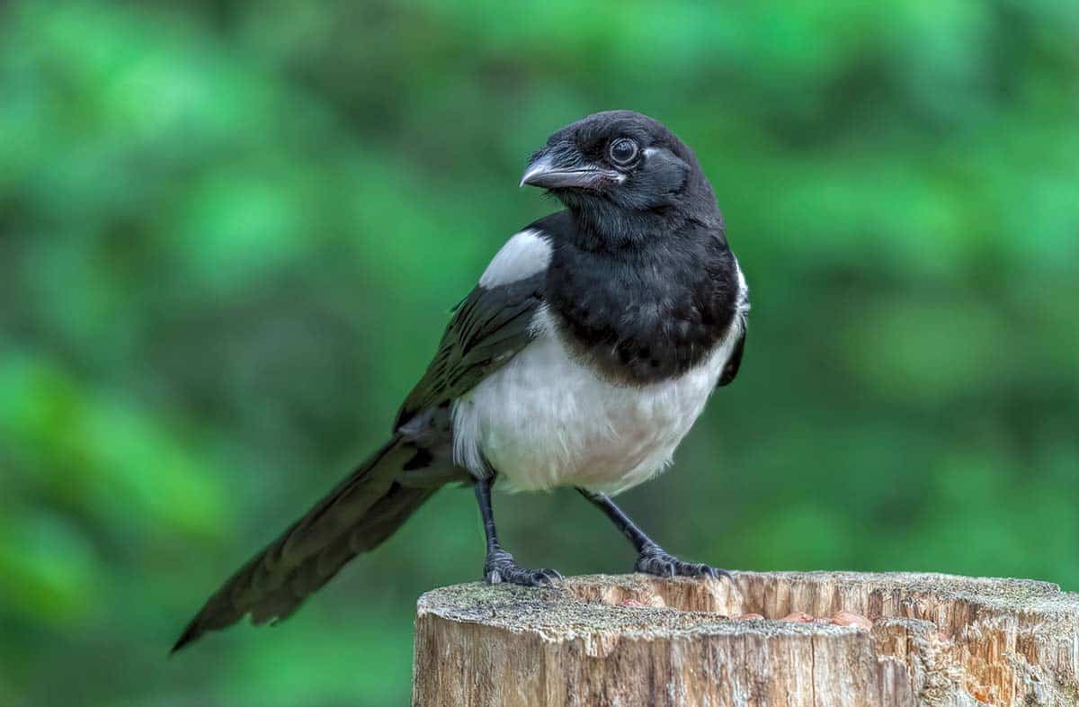 magpie-symbolism-symbol-of-good-luck-or-bad-omen