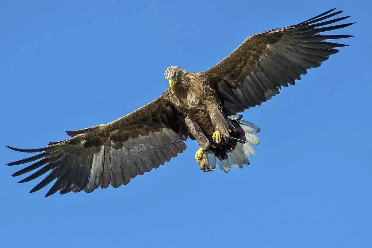 south Carolina birds of prey