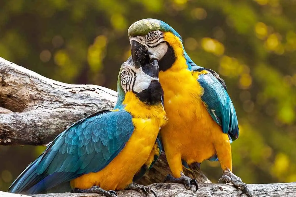 Animals That Represent Love