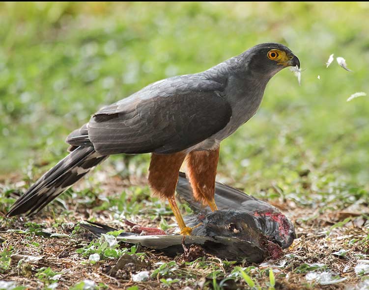 Bicoloured_Hawk_small bird of_prey