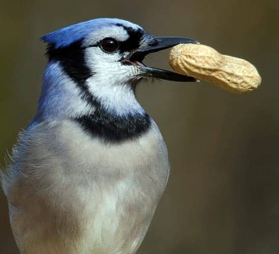 Can Birds Smell Food