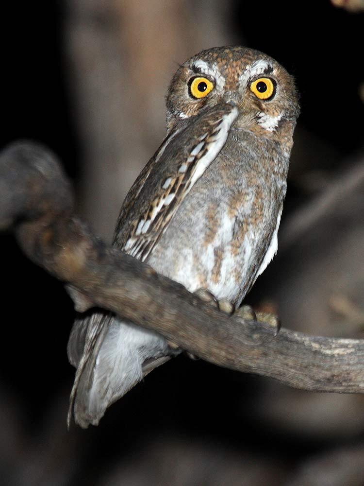 Elf Owl